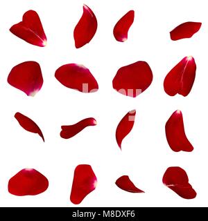 A set of red rose petals in different angles. White isolated background Stock Photo