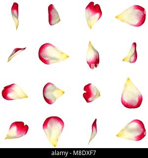 A set of red rose petals in different angles. White isolated background Stock Photo