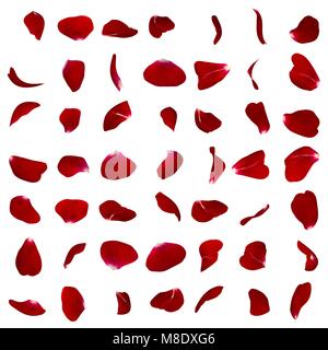 A big set of red rose petals in different angles. White isolated background Stock Photo