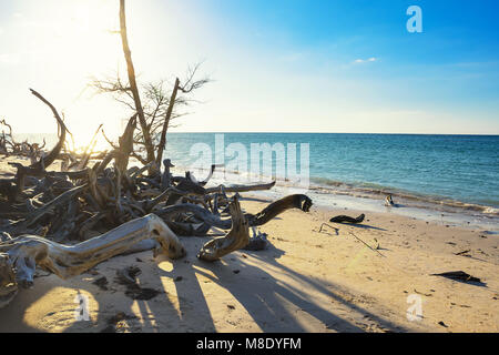 Dried branches with backlight on the beach of Cayo Jutias near Vinales (Cuba) Stock Photo