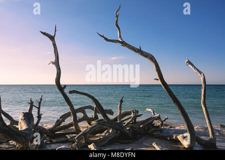 Dried branches on the beach of Cayo Jutias near Vinales (Cuba) Stock Photo