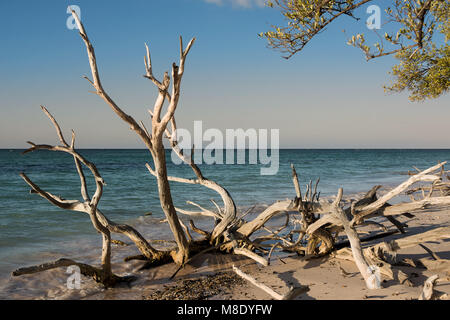 Dried branches on the beach of Cayo Jutias near Vinales (Cuba) Stock Photo