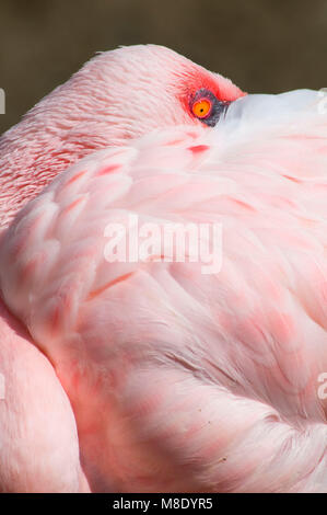 Greater flamingo (Phoenicopterus roseus), San Diego Wild Animal Park, California Stock Photo