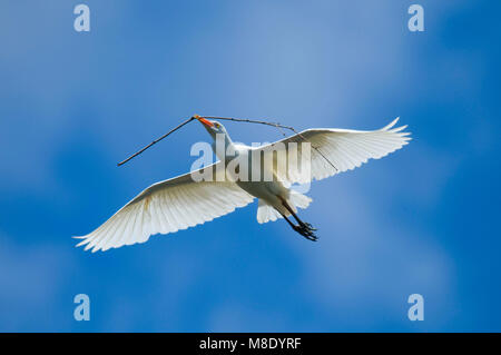 Cattle egret (Bubulcus ibis) in flight, San Diego Wild Animal Park, California Stock Photo