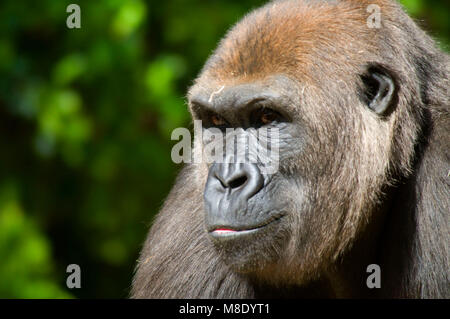 Western lowland gorilla (Gorilla gorilla), San Diego Wild Animal Park, California Stock Photo
