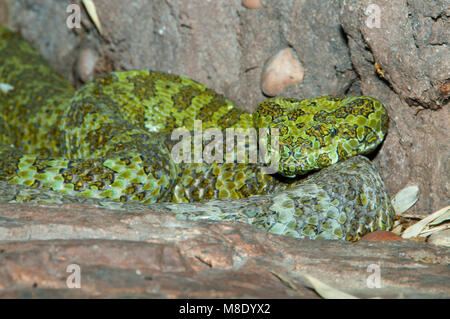 Mang Mountain Pit Viper (Trimeresurus mangshanensis), San Diego Zoo, Balboa Park, San Diego, California Stock Photo