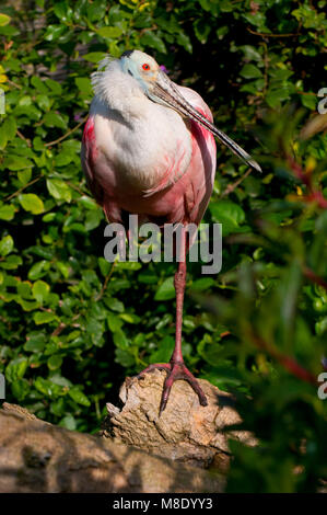 Roseate spoonbill (Platalea ajaja), San Diego Zoo Safari Park, San Diego County, California Stock Photo