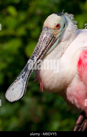 Roseate spoonbill (Platalea ajaja), San Diego Zoo Safari Park, San Diego County, California Stock Photo