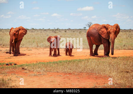 Family of four african bush elephants (Loxodonta africana) covered with red dust and soil walking on savanna spotted on safari in Tsavo East national  Stock Photo