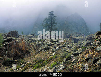 Lonely spruce tree in rocks. Fog. Altai mountains, Russia Stock Photo