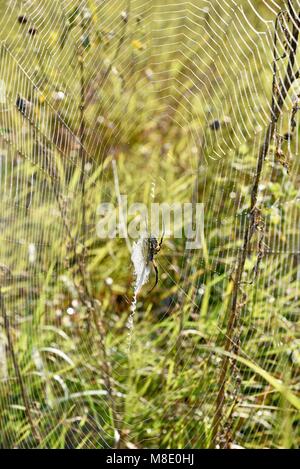 Black and Yellow Garden Spider (Argiope aurantia) or yellow garden orbweaver in web with dew droplets in morning on grassy prairie in Wisconsin. Stock Photo