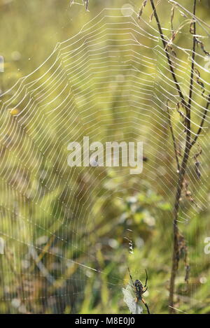 Black and Yellow Garden Spider (Argiope aurantia) or yellow garden orbweaver in web with dew droplets in morning on grassy prairie in Wisconsin. Stock Photo