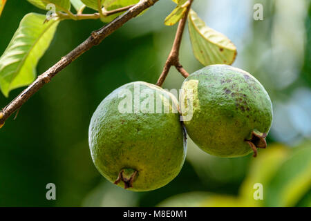 Pomegranates growing on a tree in Vietnam Stock Photo
