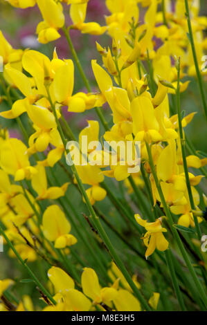 Bright yellow broom plant flowering in May. Stock Photo