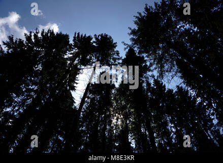 Low angle view of tall trees Stock Photo