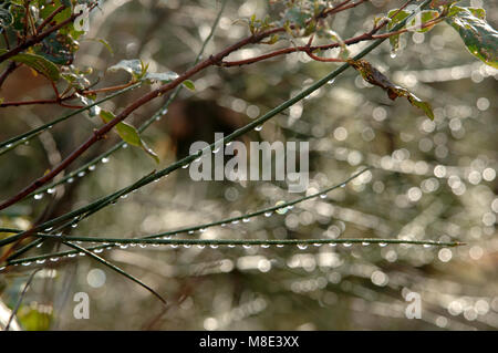 Raindrops on Winter Broom. Stock Photo