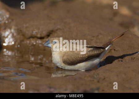 Zilverbekje bij drinkplaats; African Silverbill at water hole Stock Photo
