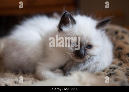 Sacred Birman kitten Stock Photo