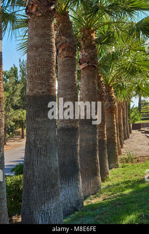 Thick trunks of palm trees growing along the road Stock Photo