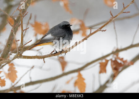 Zwarte Roodstaart mannetje op tak in sneeuw; Black redstart male perched on branch in snow Stock Photo