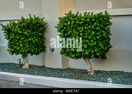 Small trees with a crown in the form of a square Stock Photo