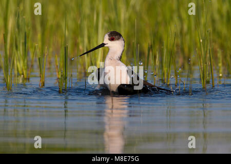 Badderende Steltkluut, Black-winged Stilt taking a bath Stock Photo