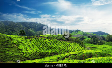 Amazing panorama view of tea plantation under blue sunny sky. Nature landscape of Cameron highlands, Malaysia Stock Photo