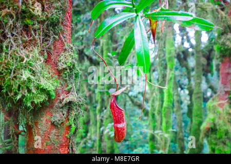 Nepenthes pitcher flower, exotic carnivorous plant growing among fluffy green moss in tropical rainforest. Gorgeous vegetation in wild jungle Stock Photo