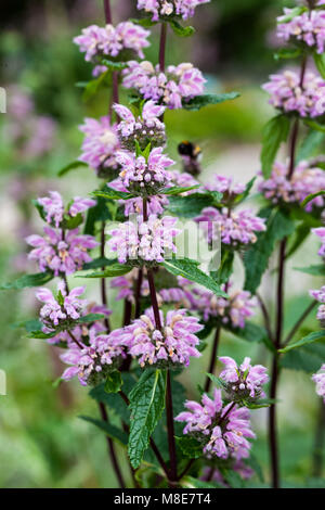 Jerusalem Sage, Röd lejonsvans (Phlomis tuberosa) Stock Photo