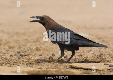 Roepende Bruinnekraaf; Calling Brown-necked Raven Stock Photo