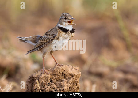 Kalanderleeuwerik zingend op rots; Calandra Lark singing on rock Stock Photo