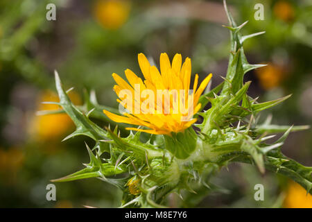 Spanish Oyster Thistle, Spansk taggfibbla (Scolymus hispanicus) Stock Photo