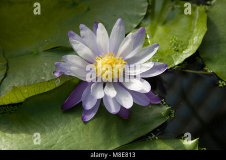 Water Lily, Nymphaea Violacea, Nymphaeaceae, Australia Stock Photo - Alamy