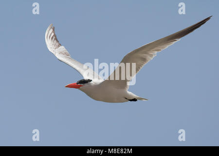 Adulte Reuzenstern in vlucht; Adult Caspian Tern in flight Stock Photo