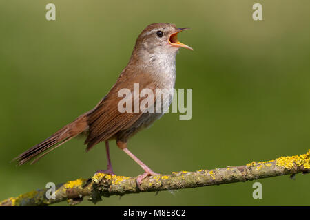 Zingende Cetti's Zanger zittend op tak; Singing Cetti's Warbler perched on a branch Stock Photo