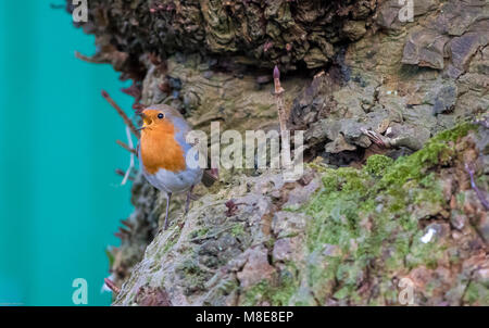 A Robin singing on a horse chestnut tree, Chipping, Preston, Lancashire. UK Stock Photo