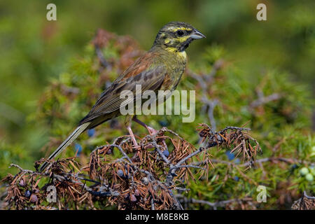 Cirlgors zittend op steen; Cirl Bunting, Emberiza cirlus perched on rock Stock Photo