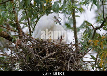 Kleine Zilverreigers in het nest; Little Egrets in nest Stock Photo