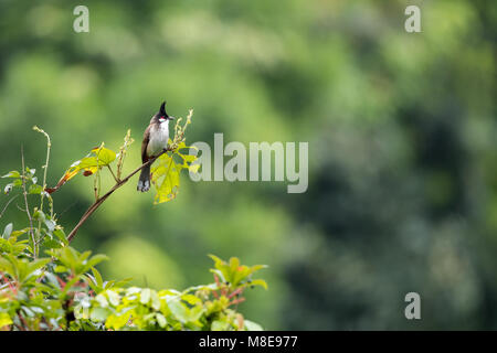 Image of Potrait of Red whiskered bulbul-LT938245-Picxy