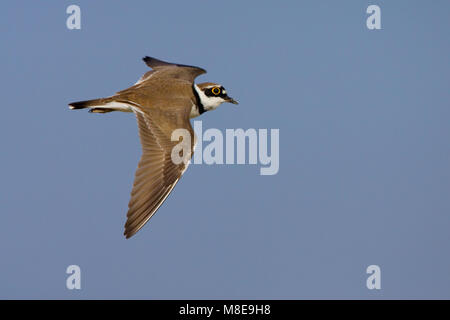 Kleine Plevier in vlucht; Little Ringed Plover in flight Stock Photo ...