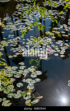 The water lily pool in Jardin Majorelle (Majorelle Garden), a major tourist attraction in Marrakesh, Morocco. Stock Photo