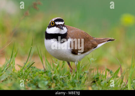 Volwassen Kleine Plevier; Adult Little Ringed Plover Stock Photo