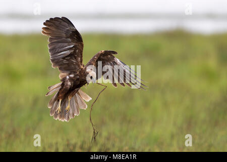 Vrouwtje Bruine Kiekendief in de vlucht met nestmateriaal; Female Marsh Harrier in flight with nesting material Stock Photo
