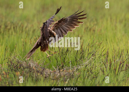 Vrouwtje Bruine Kiekendief in de vlucht met nestmateriaal; Female Marsh Harrier in flight with nesting material Stock Photo
