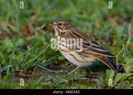 Graspieper op de grond; Meadow Pipit on the ground Stock Photo