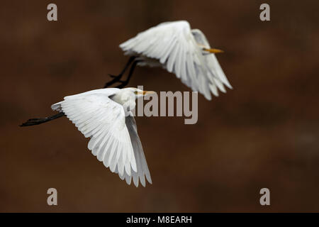 Cattle Egrets in flight Stock Photo
