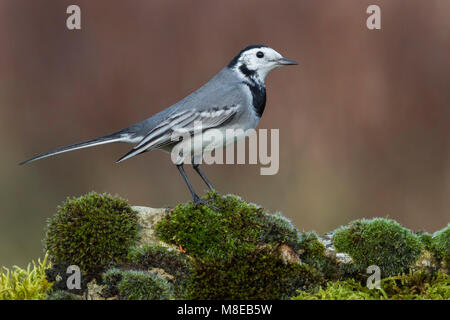 Volwassen Witte kwikstaart; Adult White Wagtail Stock Photo