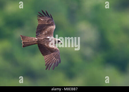 Zwarte Wouw in vlucht; Black Kite in flight Stock Photo