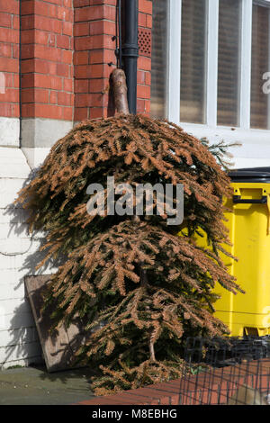 discarded Christmas tree left outside building upside down leaning against wall next to yellow dumpster Stock Photo