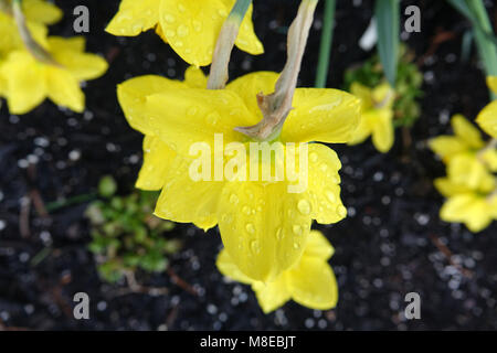 An Easter lily is not only a beautiful flower but also a symbol of the Resurrection of Jesus Christ Stock Photo